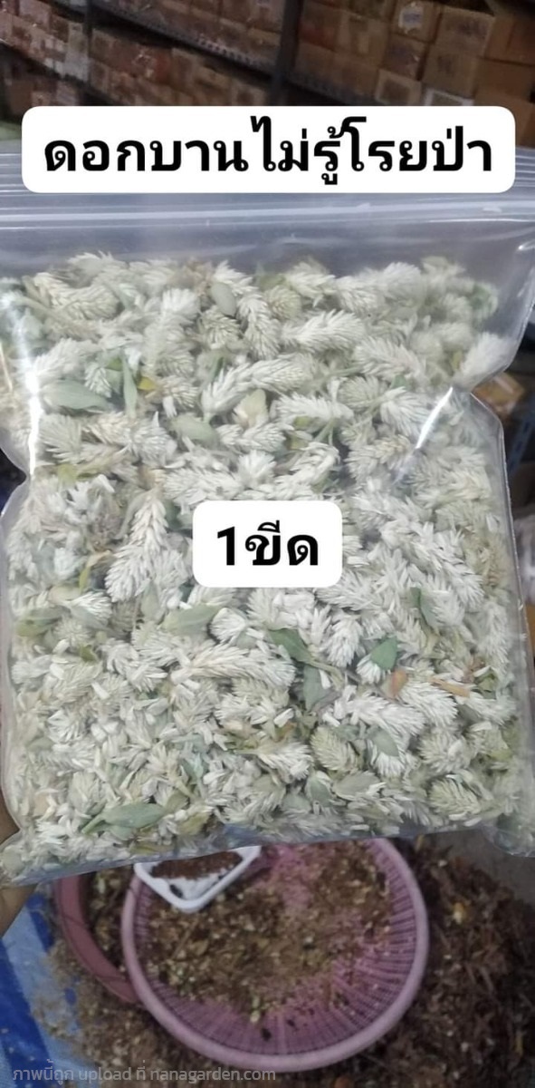 บานไม่รู้โรยป่า ขายดอกสด1ขีด50บาท | เมล็ดพันธุ์ดี เกษตรวิถีไทย - เมืองระยอง ระยอง