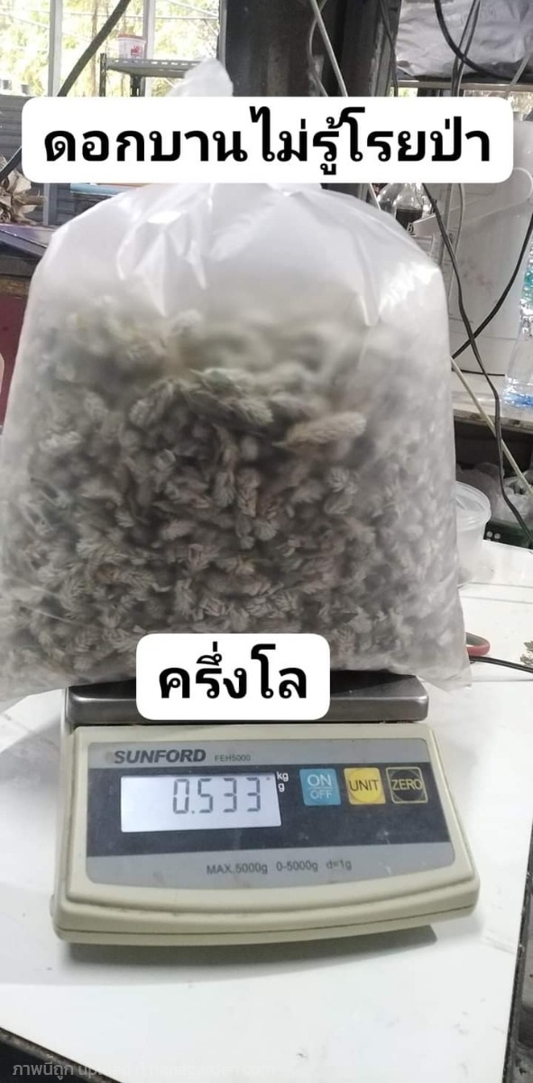 บานไม่รู้โรยป่า ขายดอกสดครึ่งโล250บาท | เมล็ดพันธุ์ดี เกษตรวิถีไทย - เมืองระยอง ระยอง