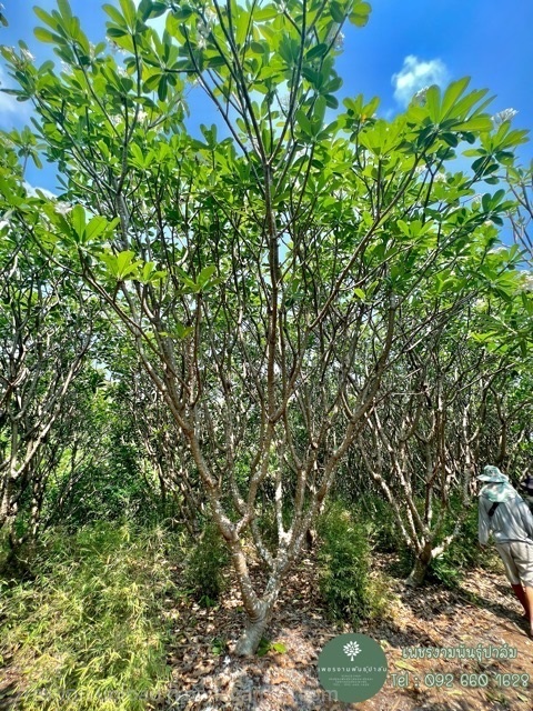 ต้นลีลาวดี ขาวพวง | เพชรงามพันธุ์ปาล์ม -  กาญจนบุรี