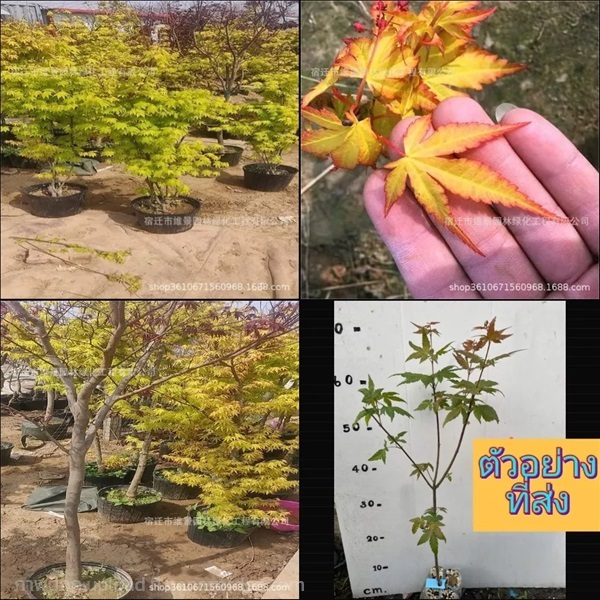  (1ต้น) เมเปิ้ล Maple Tree yellow | Shopping by lewat - เมืองมหาสารคาม มหาสารคาม