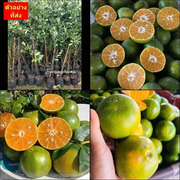 (1ต้น) ต้น ส้มเขียวหวานพันธุ์บางมด ส้มเขียวหวานบาง | Shopping by lewat - เมืองมหาสารคาม มหาสารคาม