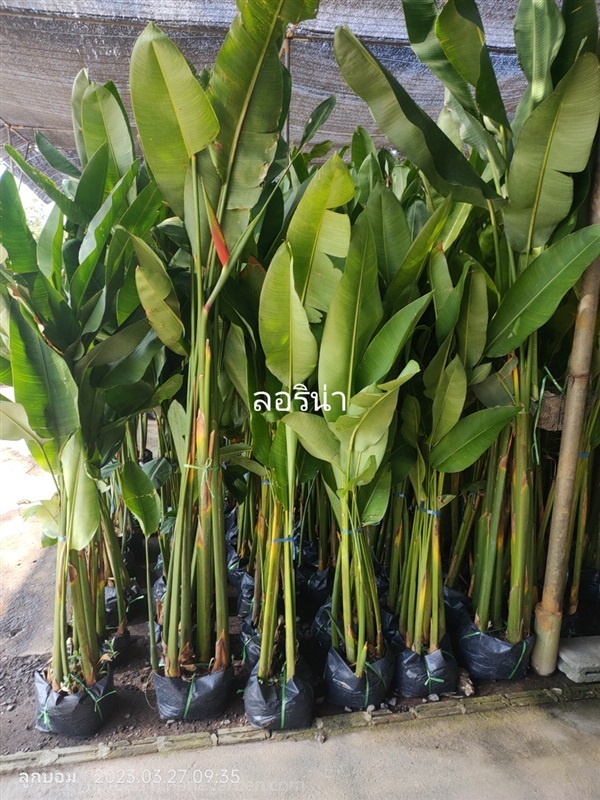 ลอลิน่า | สวนป้านิตย์ ปราจีนบุรี - เมืองปราจีนบุรี ปราจีนบุรี