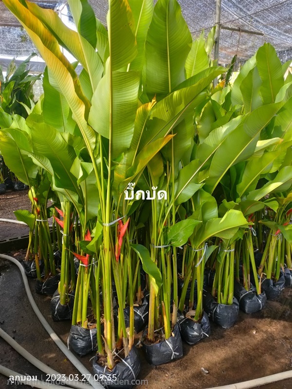 บิ๊กบัด | สวนป้านิตย์ ปราจีนบุรี - เมืองปราจีนบุรี ปราจีนบุรี