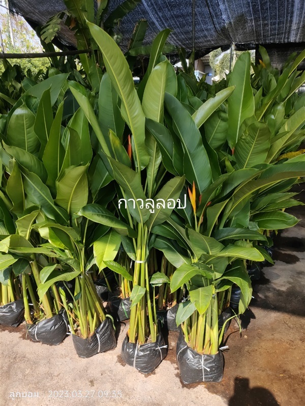 กาวลูลอป | สวนป้านิตย์ ปราจีนบุรี - เมืองปราจีนบุรี ปราจีนบุรี