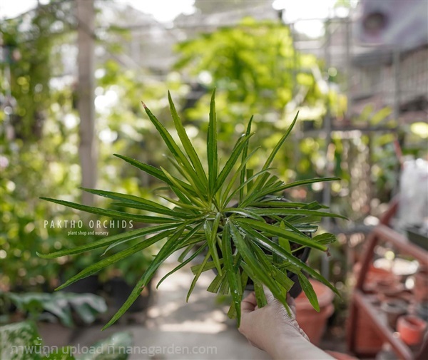 Miagos Bush (Osmoxylon lineare)เล็บครุฑแมงมุม | ร้านต้นไม้ข้างที่ว่าการอำเภอปากท่อ จ.ราชบุรี - ปากท่อ ราชบุรี