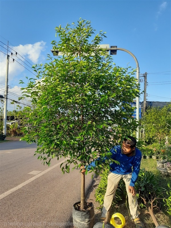 พิกุล/ปลูกฟรีจ้า | สวนไม้ไทย - บางบัวทอง นนทบุรี