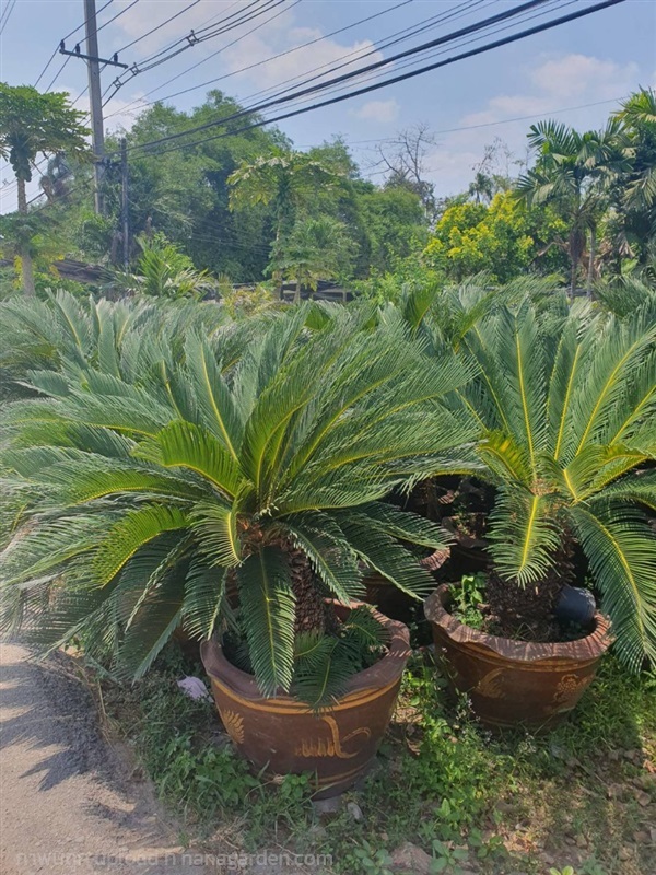 ต้นปรงญี่ปุ่น สวนป้าแตง | สวนป้าแตงคลอง 14 -  ปทุมธานี