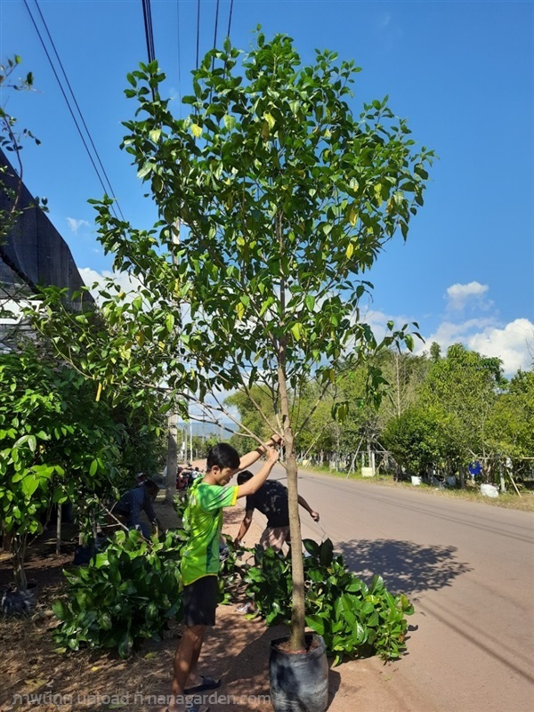ต้นกันเกรา | สวนไม้ไทย - บางบัวทอง นนทบุรี