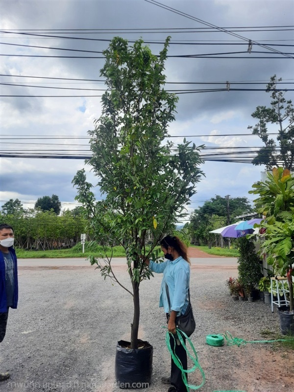 ต้นลำดวน / ฟอร์มสวย ปลูกฟรีจ้า | สวนไม้ไทย - บางบัวทอง นนทบุรี