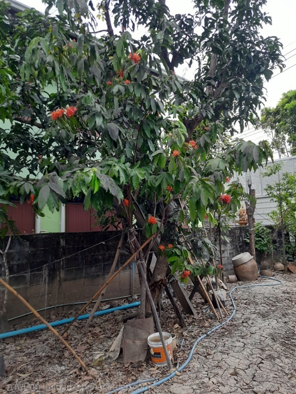 ต้นโสกภูเขา | สวนไม้ไทย - บางบัวทอง นนทบุรี