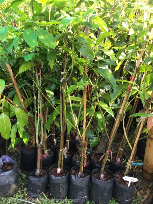 ต้นมะม่วงเบา  | สวนทุเรียนวินเนอร์และพันธุ์ต้นไม้ - ปากท่อ ราชบุรี