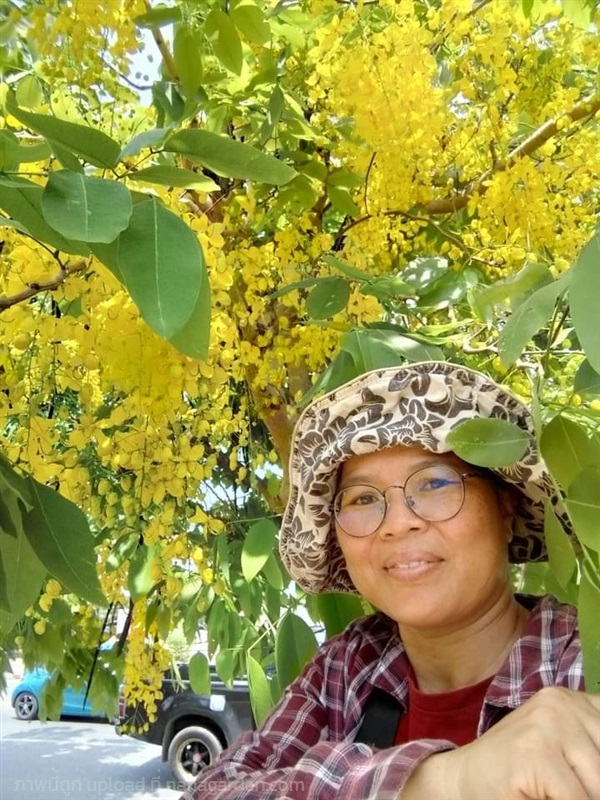 ดอกคูณเหลือง  ขายดอกสด/ดอกตากแห้ง | เมล็ดพันธุ์ดี เกษตรวิถีไทย - เมืองระยอง ระยอง