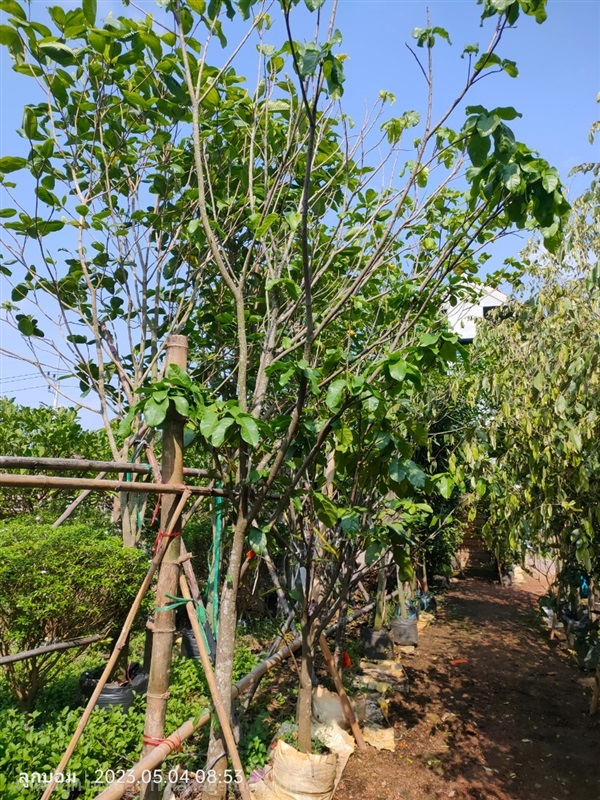 เกาลัด หน้า3" | สวนป้านิตย์ ปราจีนบุรี - เมืองปราจีนบุรี ปราจีนบุรี