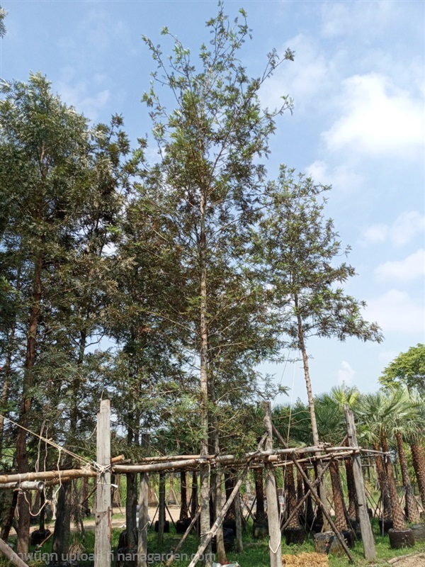 ต้นซิลเวอร์โอ๊ค | สวนกู๊ดวิว - ธัญบุรี ปทุมธานี