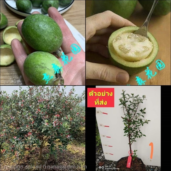 (1ต้น) ต้น ฝรั่งเฟโจ ฝรั่งเฟวโจว Feijoa ฝรั่งเฟโจว | Shopping by lewat - เมืองมหาสารคาม มหาสารคาม