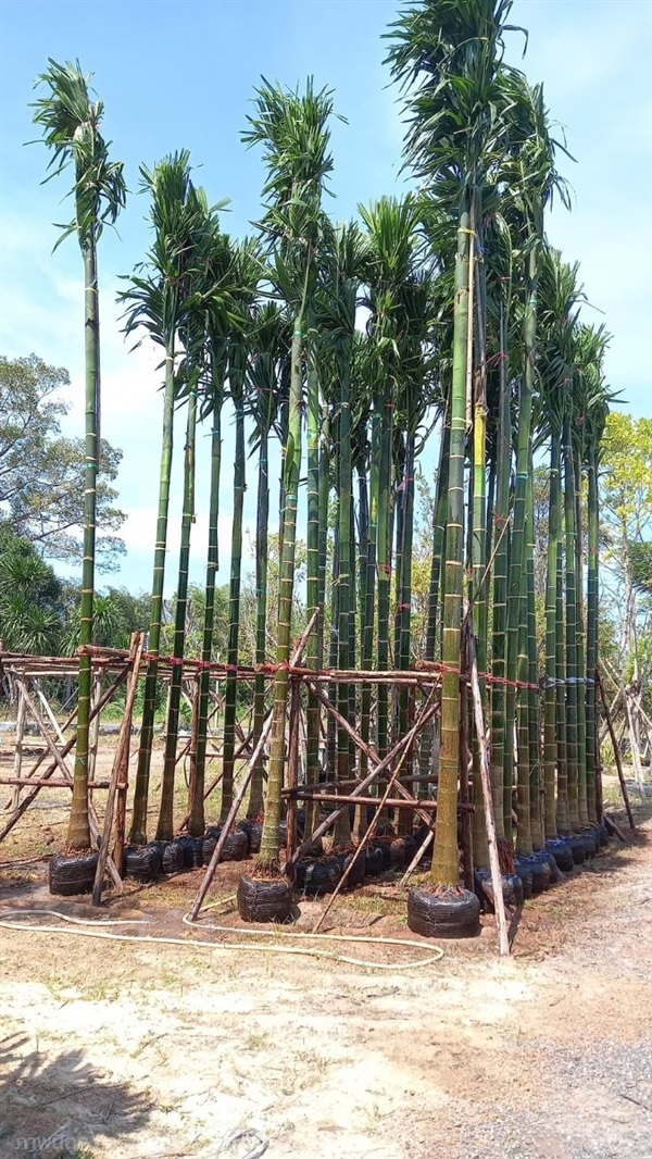 ต้นหมากสงสูง6เมตร | สวนพร้อมพันธุ์ไม้ -  ปราจีนบุรี