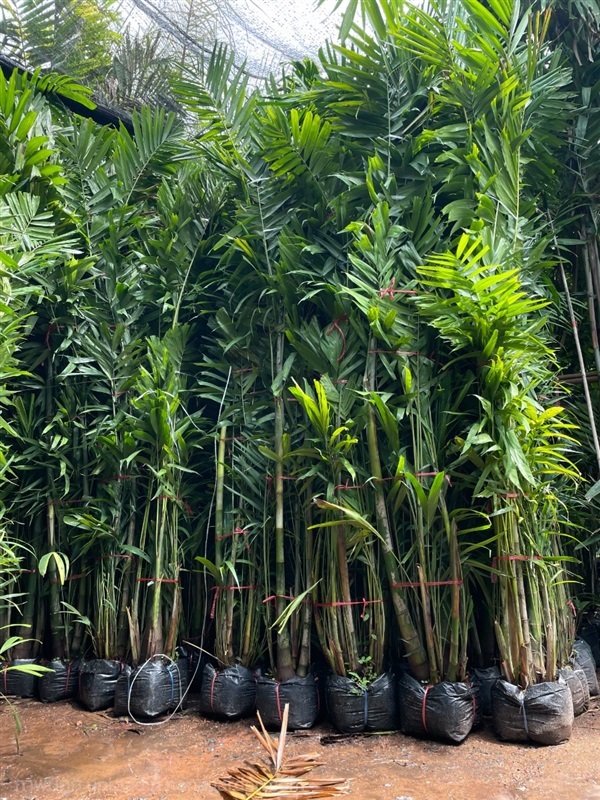ต้นหมากเขียวสูง2เมตร | สวนพร้อมพันธุ์ไม้ -  ปราจีนบุรี