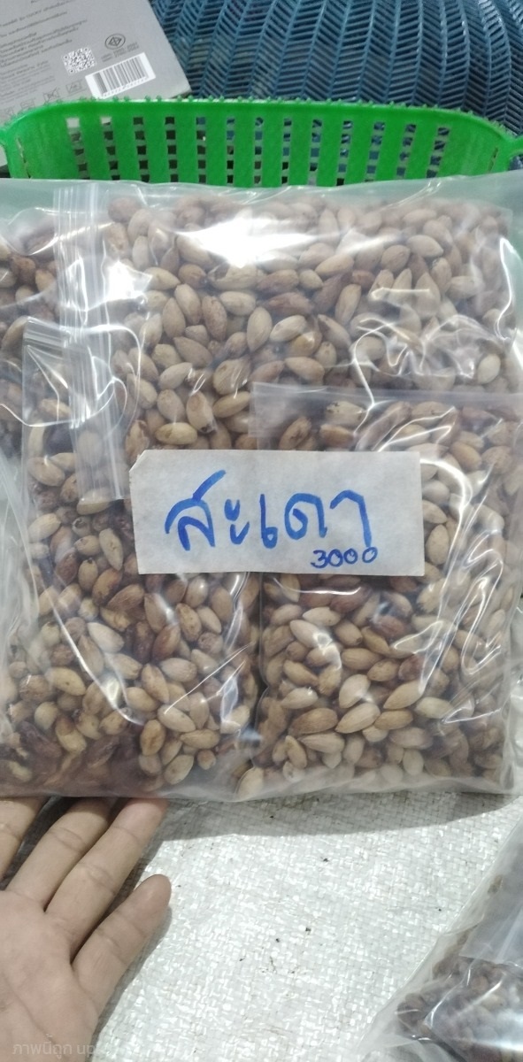 สะเดาทวาย ขายเมล็ดพันธ์ุ | เมล็ดพันธุ์ดี เกษตรวิถีไทย - เมืองระยอง ระยอง