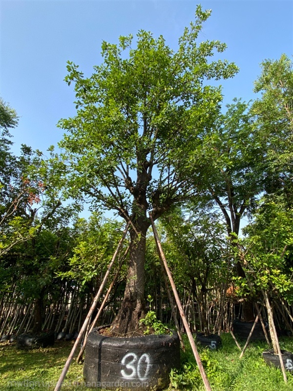 ต้นมั่งมี ขนาด 30 นิ้ว | ส.สำราญ พันธุ์ไม้ - แก่งคอย สระบุรี