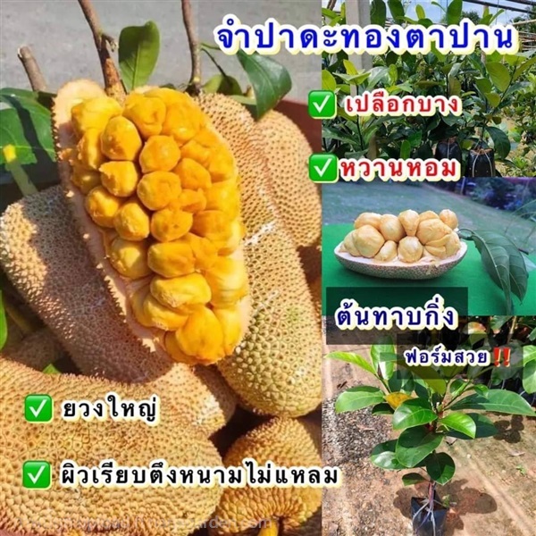 (2ต้น) ต้น จำปาดะทองตาปาน  | Shopping by lewat - เมืองมหาสารคาม มหาสารคาม