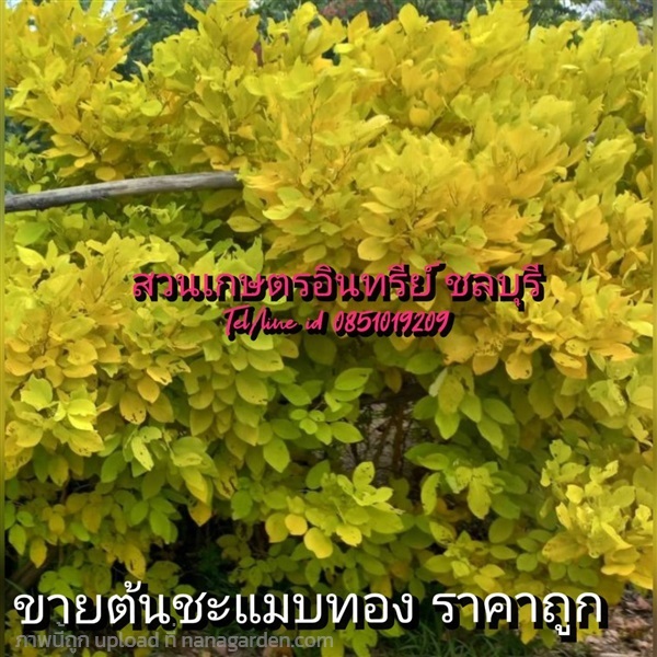 ขายต้นชะแมบทอง | สวนเกษตรอินทรีย์ - พนัสนิคม ชลบุรี