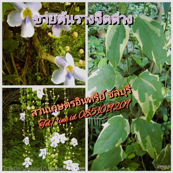 ขายต้นรางจืดด่าง | สวนเกษตรอินทรีย์ - พนัสนิคม ชลบุรี