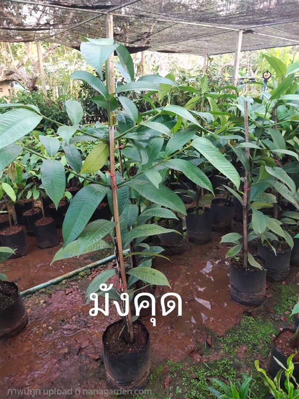 ต้นมังคุด | บ้านไอดิน - เมืองชุมพร ชุมพร