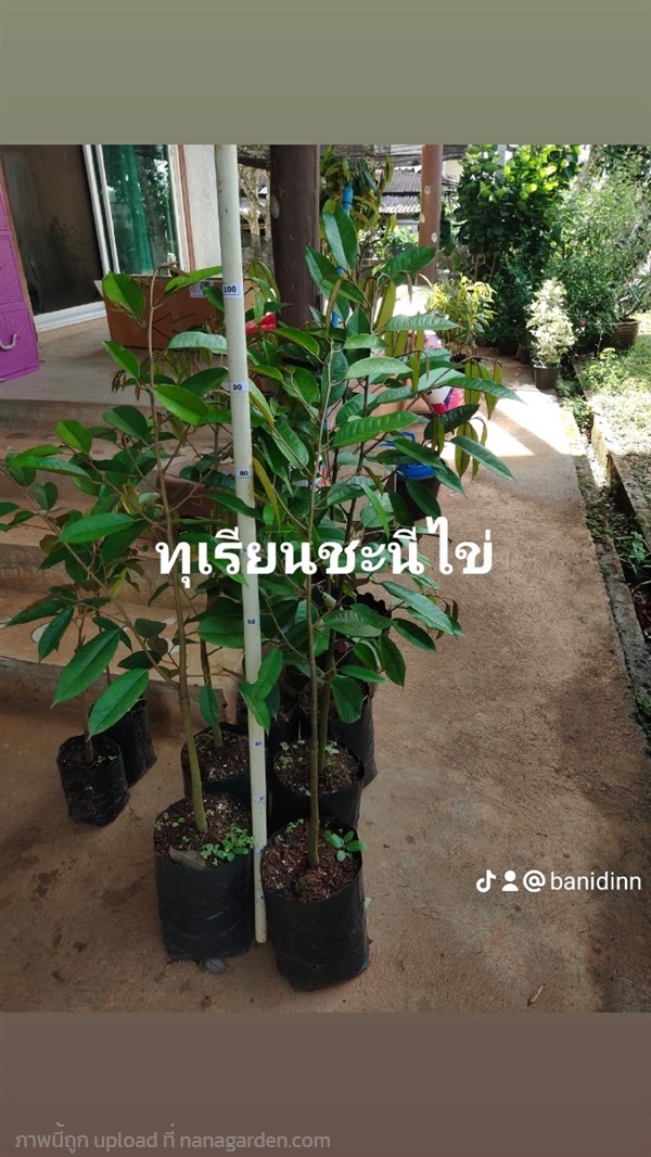 ต้นทุเรียนเบญจพรรณ | บ้านไอดิน - เมืองชุมพร ชุมพร