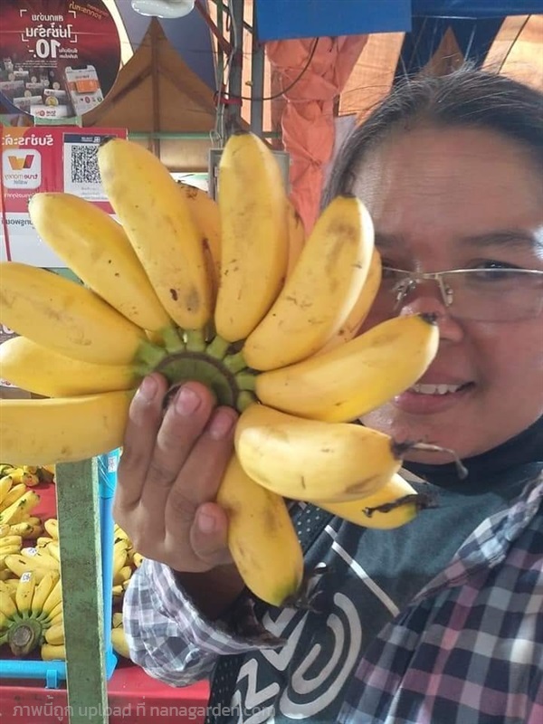 กล้วยไข่ระยอง ขาย3หน่อ100บาท | เมล็ดพันธุ์ดี เกษตรวิถีไทย - เมืองระยอง ระยอง