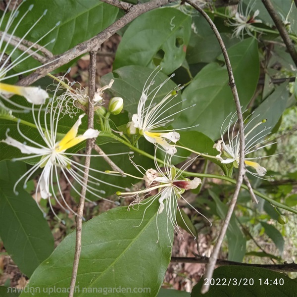 รากชิงชี่ | koy garden - พรานกระต่าย กำแพงเพชร