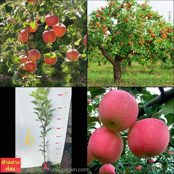 (1ต้น) ต้น แอปเปิ้ลฟูจิ ต้นแอปเปิ้ลฟูจิ แอปเปิ้ล ต | Shopping by lewat - เมืองมหาสารคาม มหาสารคาม