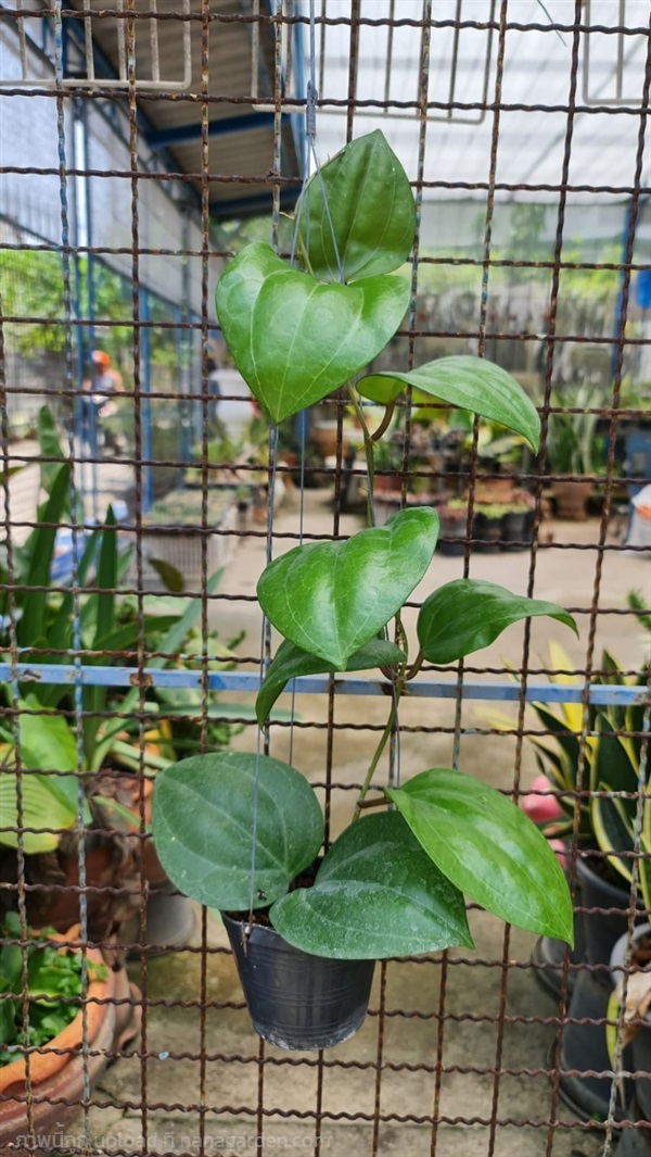 ขายต้นโฮย่าซาราวัค "Hoya sarawak" ใบใหญ่ ต้นใหญ่ | proud garden - เมืองนครปฐม นครปฐม