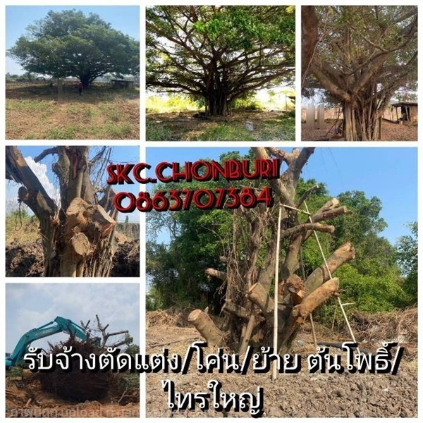 รับจ้างตัดต้นโพธิ์/ไทร | SKC Chonburi - เมืองชลบุรี ชลบุรี
