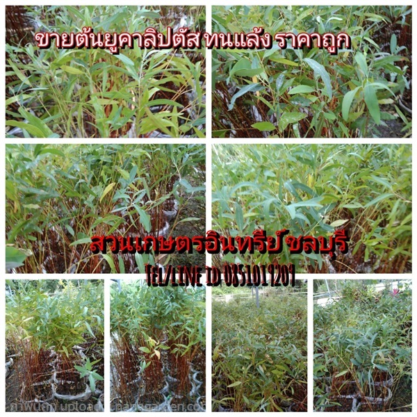 ขายต้นยูคาลิปตัส (ทนแล้ง) | สวนเกษตรอินทรีย์ - พนัสนิคม ชลบุรี