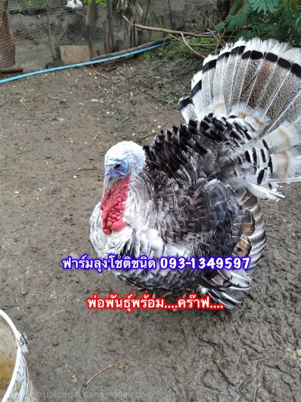 ไก่งวง | ฟาร์มลุงโชติชนิด - เชียงแสน เชียงราย