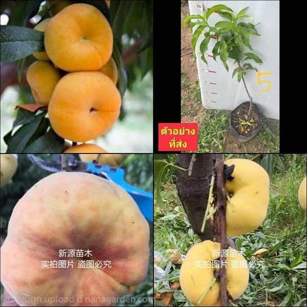 (1ต้น) ต้น โดนัทพีชเหลือง ต้นโดนัทพีช สีเหลือง Don | Shopping by lewat - เมืองมหาสารคาม มหาสารคาม
