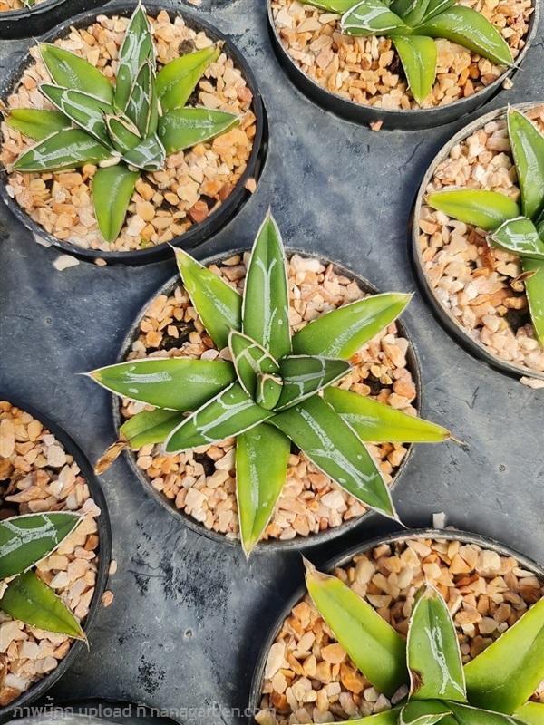 ขายอากาเว่วิคตอเรีย "Agave victoeiae reginae" | proud garden - เมืองนครปฐม นครปฐม