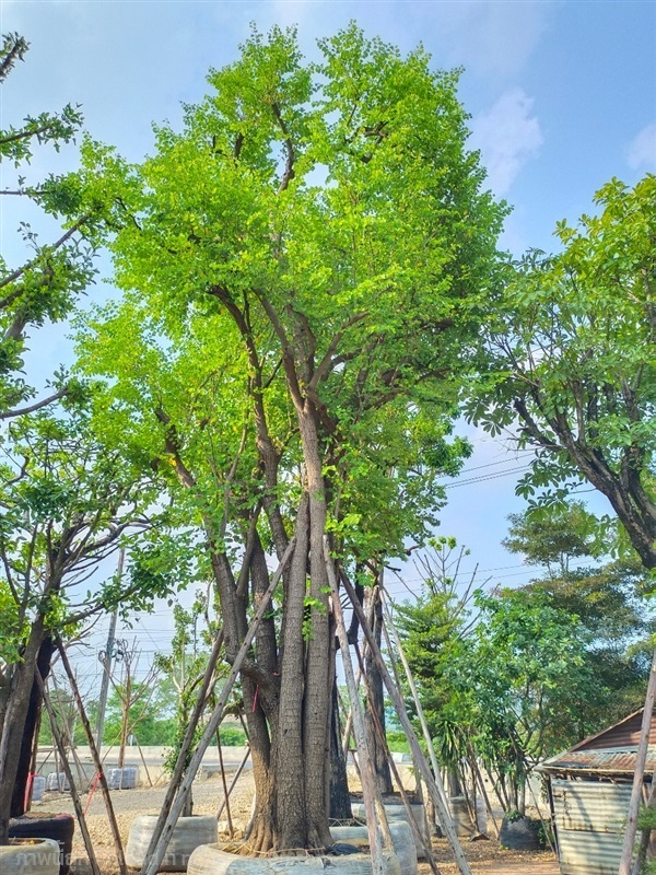 ต้นเสี้ยวป่าใบเล็ก | สวนพี&เอ็มเจริญทรัพย์พันธ์ุไม้ - แก่งคอย สระบุรี