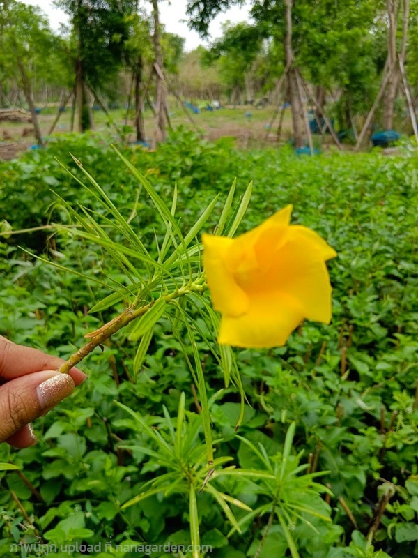 รำเพย | สวนป้าราตรีพันธุ์ไม้คลอง15 - หนองเสือ ปทุมธานี