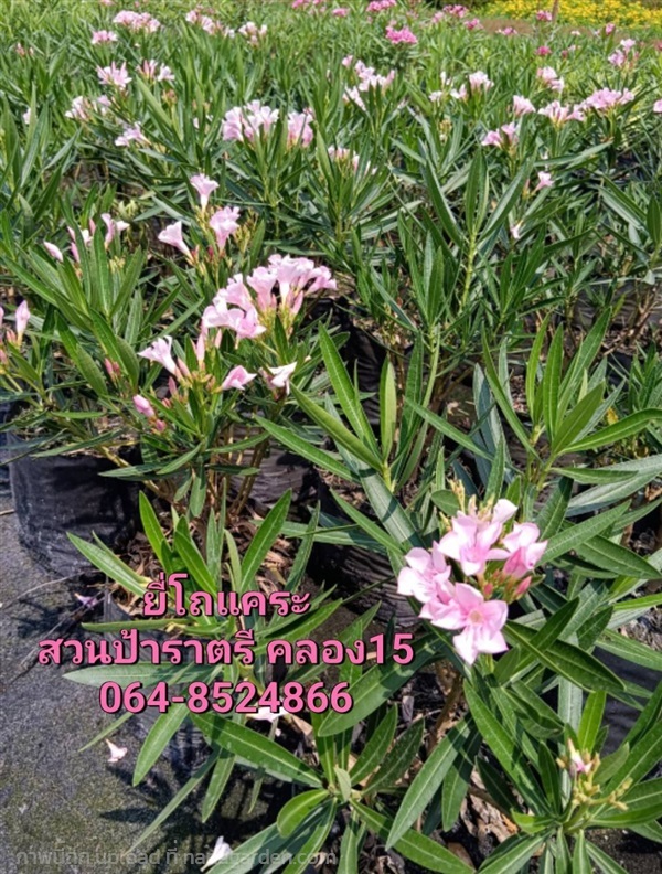 ยี่โถแคระ | สวนป้าราตรีพันธุ์ไม้คลอง15 - หนองเสือ ปทุมธานี