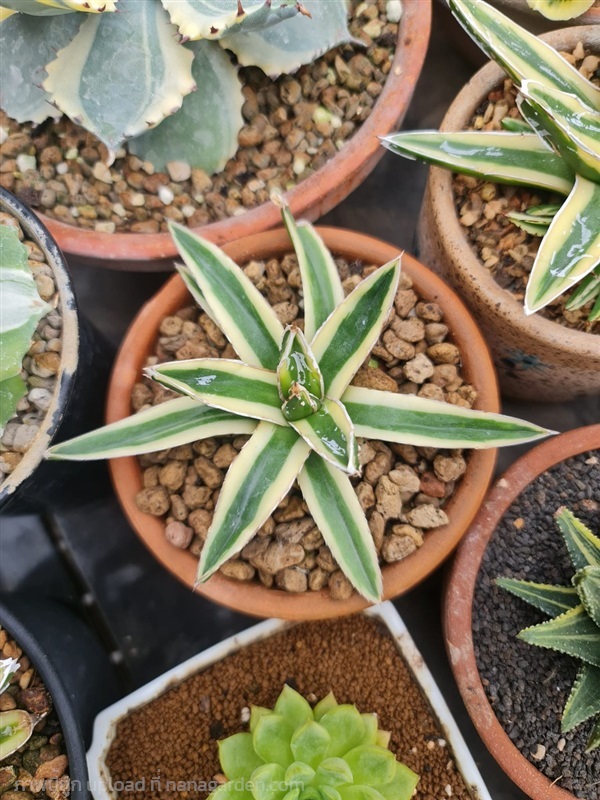 ขายอากาเว่คิซาน Agave victoriae reginae 'kizan' | proud garden - เมืองนครปฐม นครปฐม