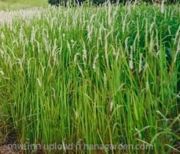 หญ้าคา | สวน สท.วิรัช - บ้านไร่ อุทัยธานี