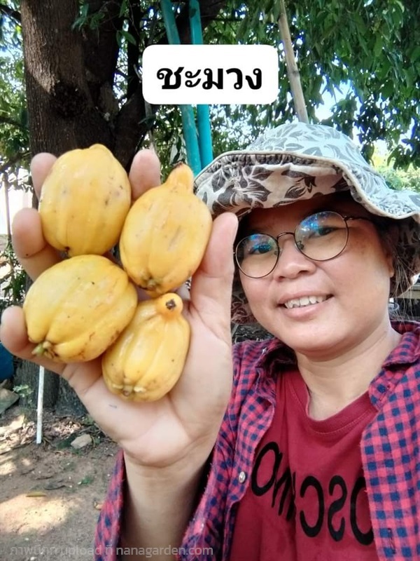 ชะมวง ขายเมล็ดพันธ์/ต้นกล้า | เมล็ดพันธุ์ดี เกษตรวิถีไทย - เมืองระยอง ระยอง