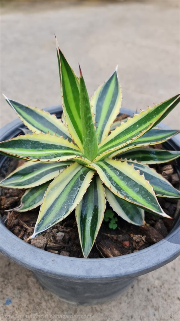 ขายอากาเว่ "Agave lophantha quadricolor" ต้นใหญ่ | proud garden - เมืองนครปฐม นครปฐม