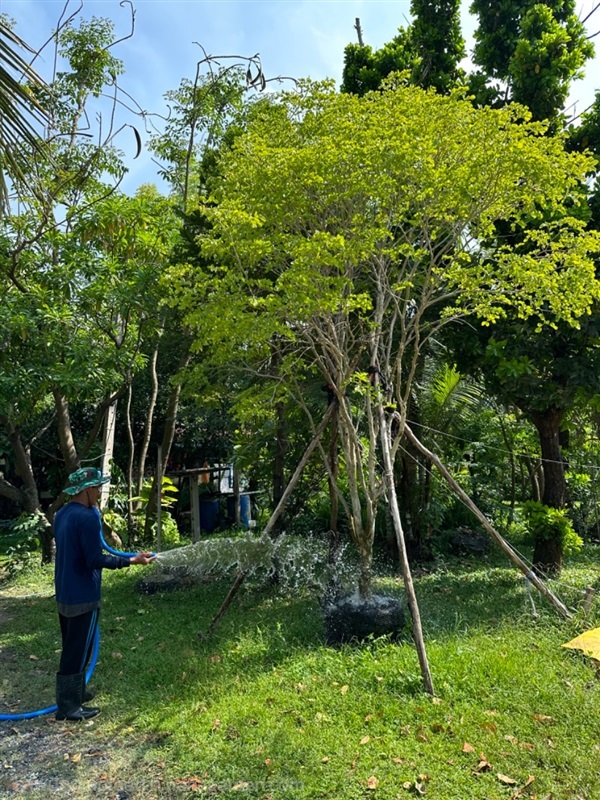 แก้วเจ้าจอม *ราคาที่ระบุเป็นราคาเริ่มต้น  | สวนธนารมย์ - ศรีประจันต์ สุพรรณบุรี