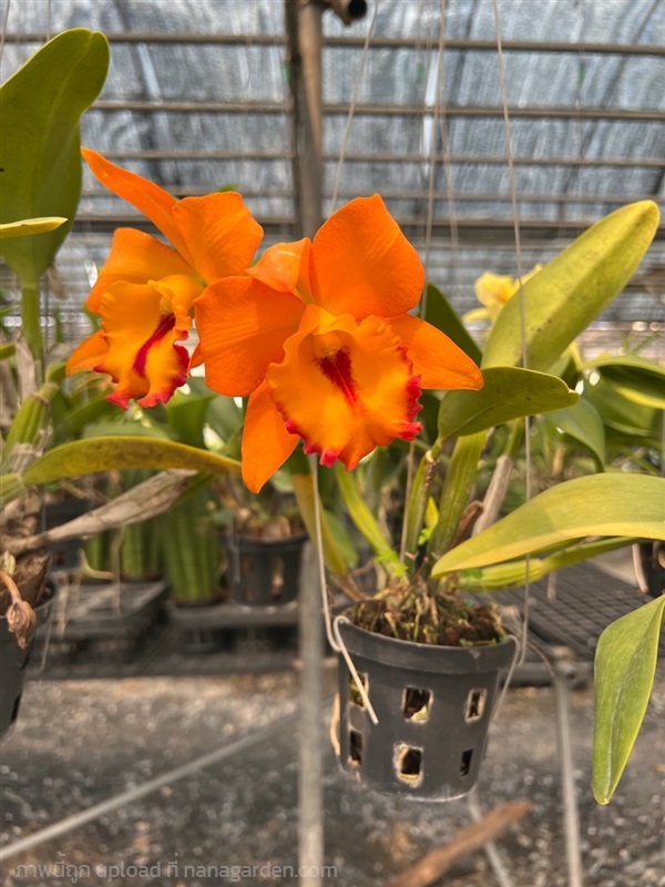 แคทลียา สีส้ม Cattleya hybrids | Alungkarn - เมืองราชบุรี ราชบุรี