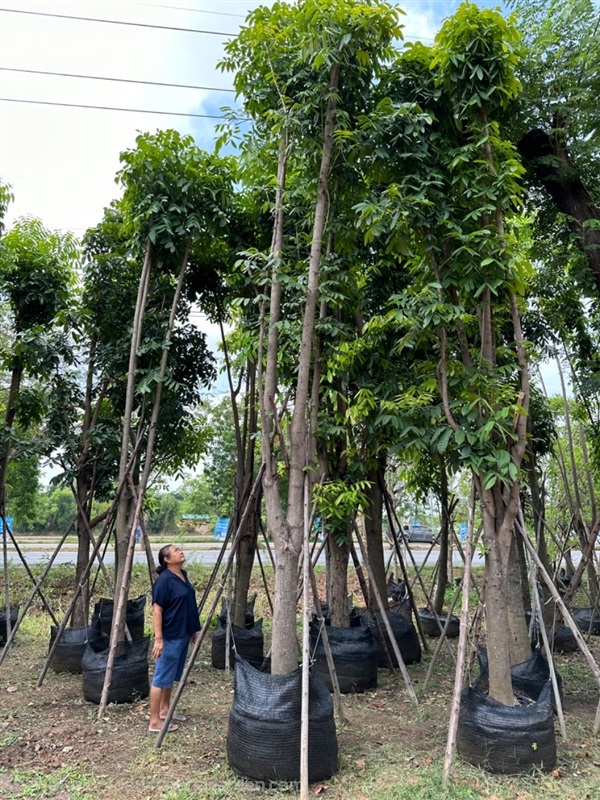 มะฮอกกานี *ราคาที่ระบุเป็นเพียงราคาเริ่มต้น | สวนธนารมย์ - ศรีประจันต์ สุพรรณบุรี