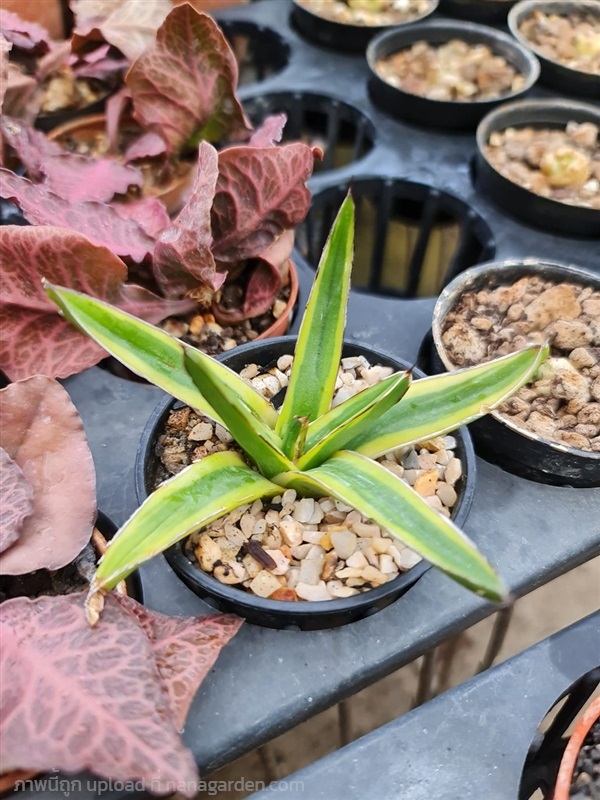 ขายอากาเว่ "Agave victoriae reginae marginata | proud garden - เมืองนครปฐม นครปฐม