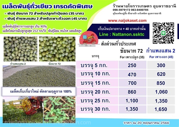 เมล็ดถั่วเขียว  2566 | เมล็ดถั่วเขียว อุบลราชธานี - เมืองอุบลราชธานี อุบลราชธานี