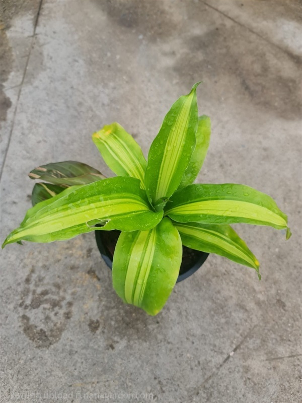 ขายต้นวาสนาไจแอนท์ "Dracaena fragrans giant" | proud garden - เมืองนครปฐม นครปฐม